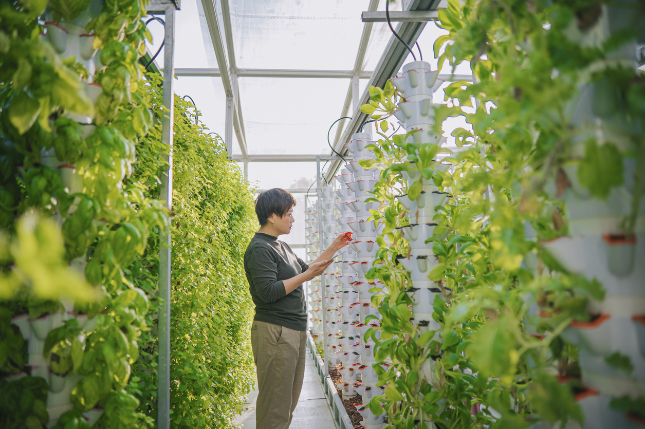 Person stands among plants in CEA facility