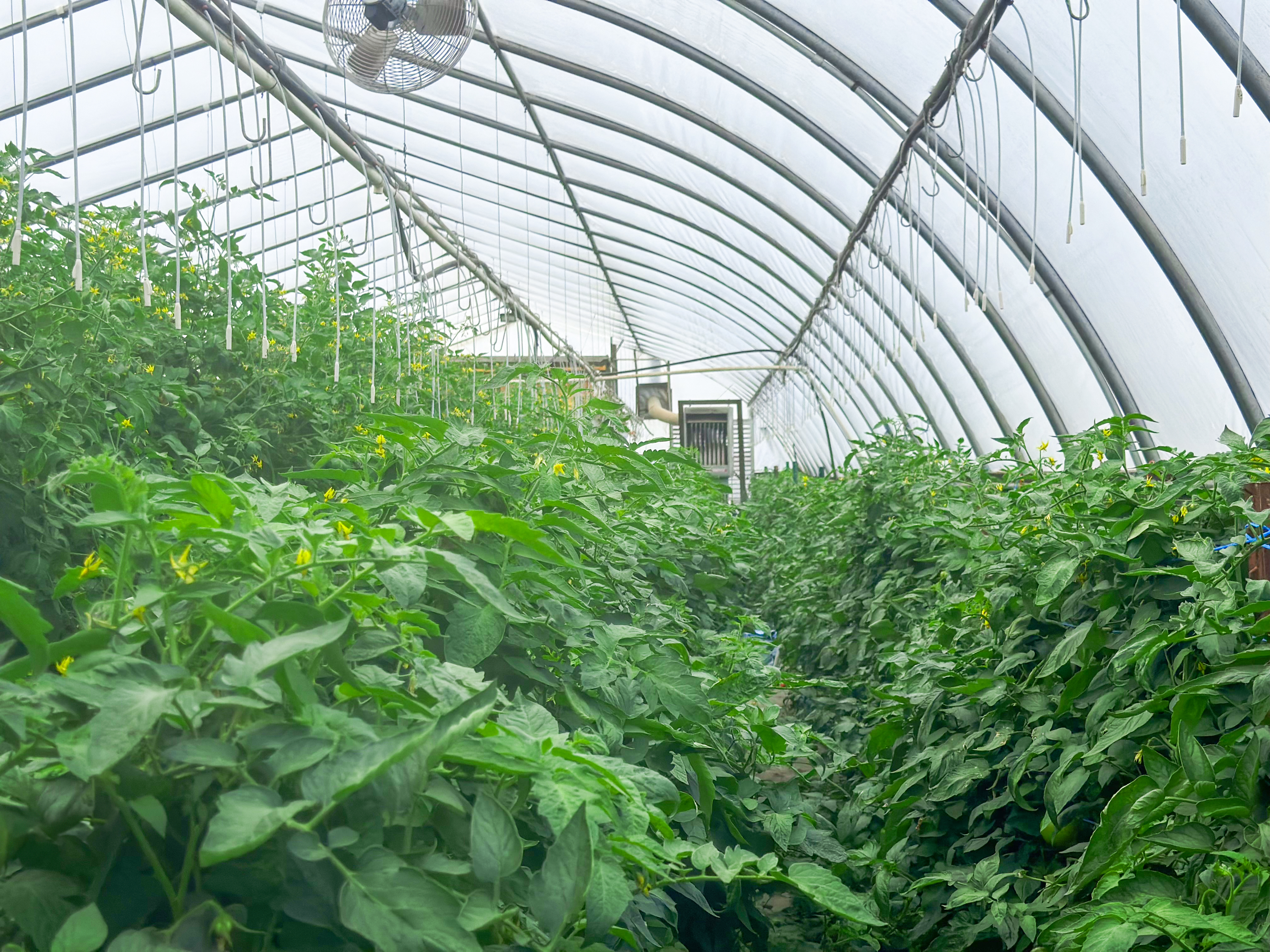 Image of greenhouse interior