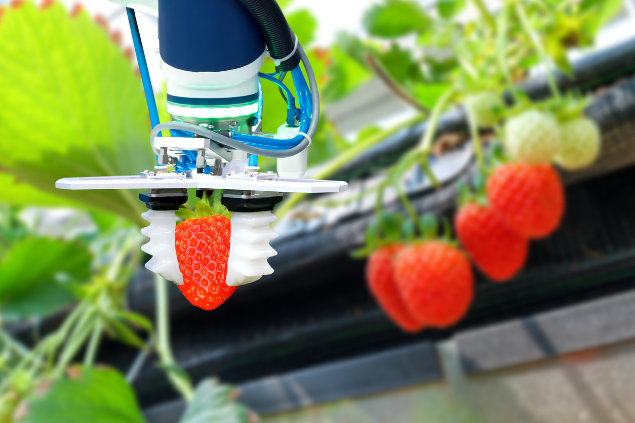 Robot picks strawberry